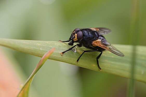 Fly Tachinida, Denmark