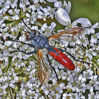 <i>Cylindromyia bicolor</i> species of insect