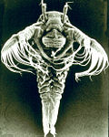 Tadpole shrimp larva 3.jpg