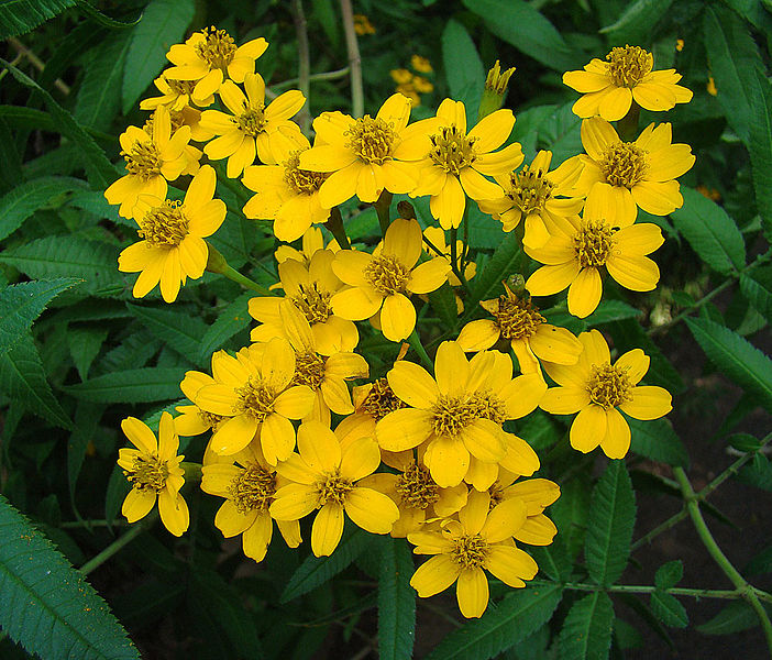 File:Tagetes nelsonii, the Citrus Scented Marigold (9471240002).jpg