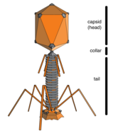 Multiple phages attached to a bacterial cell wall at 200,000× magnification