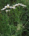 * Nomination Corymbflower tansy (Tanacetum corymbosum) --Robert Flogaus-Faust 16:57, 14 October 2023 (UTC) * Promotion  Support Good quality. --F. Riedelio 06:38, 21 October 2023 (UTC)