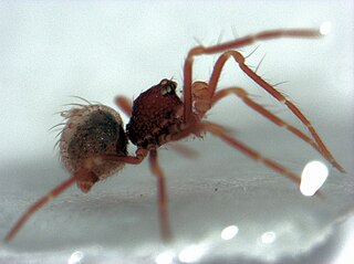 Micropholcommatinae Subfamily of spiders