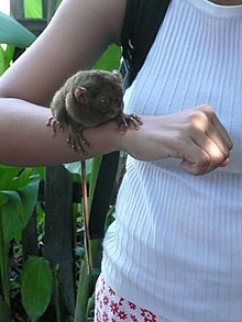 baby tarsier