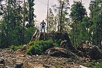 Tasmania logging 06 Big Stump.jpg