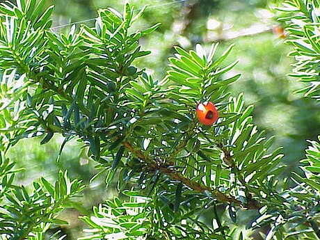 東北紅豆杉