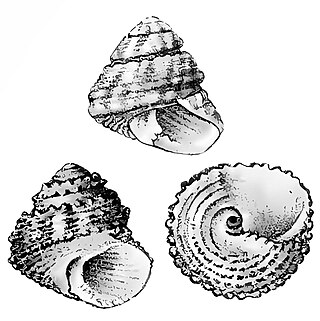 <i>Tegula rubroflammulata</i> Species of gastropod