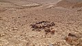 "Temple of the eye" on Har Karkom ridge, Israel