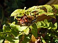 File:Ten Striped June Bug2.jpg