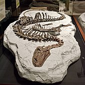 Front part of skeleton Tenontosaurus specimen.jpg