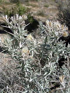 <i>Tetradymia stenolepis</i> Species of flowering plant