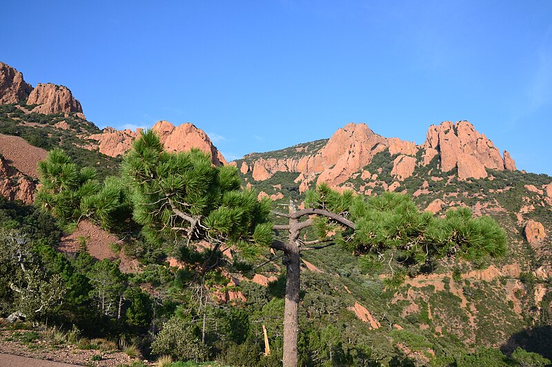 File:The Esterel mounts, rock and vegetation (23878892143).jpg