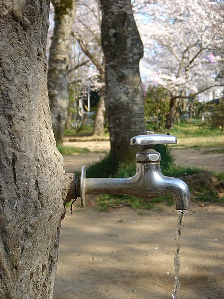 File:The Faucet in the Stump 2.jpg