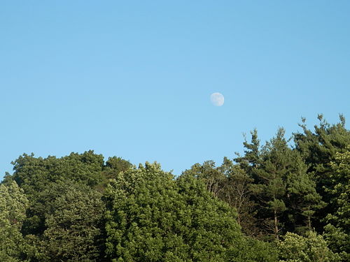 The Moon over a Forest During the Day