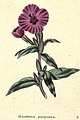 The botanic garden (Plate 20) - Oenothera purpurea.jpg