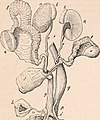 The cyclopædia of anatomy and physiology (1847) (20633922478).jpg