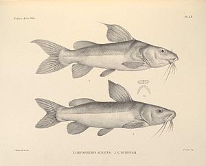 Chrysichthys auratus (above) and Chrysichthys rueppelli, drawing from The fishes of the Nile by George Albert Boulenger.