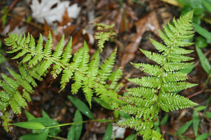 File:Thelypteris noveboracensis 6zz.jpg