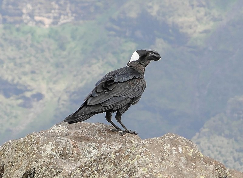 File:Thick-billed Raven 02.jpg