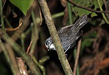 In Costa Rica Thryothorus semibadius (Riverside Wren) (10657396044) (2).jpg