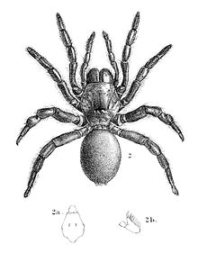 Thropeous mirandus 1895.jpg