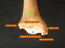 Lower extremity of right tibia seen from the front Tibia - inferior epiphysis (anterior view).jpg