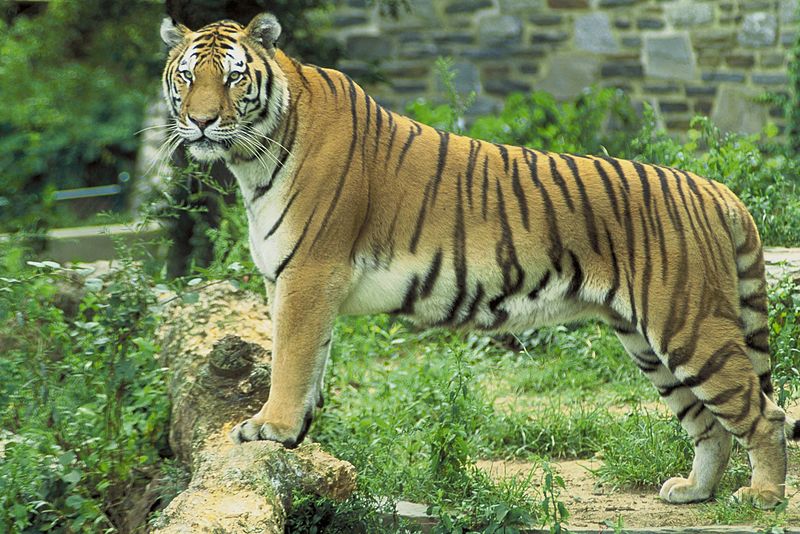 File:Tiger panthera tigris.jpg