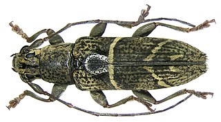 <i>Tmesisternus oblongus</i> Species of beetle