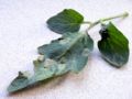 Tomatenblatt Flecken durch Kraut- und Braunfäule / Phytophthora infestans