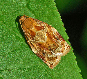 Tortricinae - Archips xylosteana.JPG