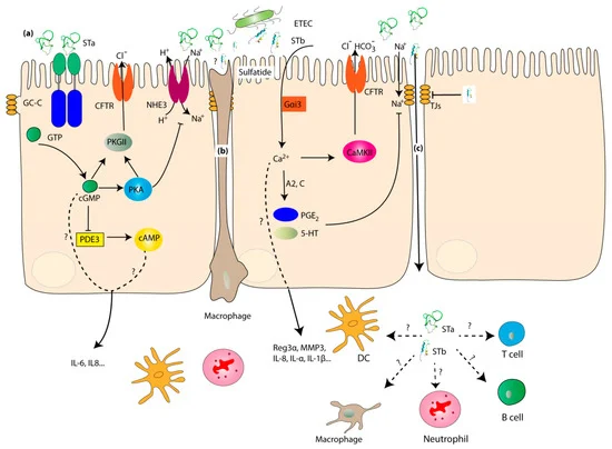 File:Toxins-11-00024-g002-550.webp