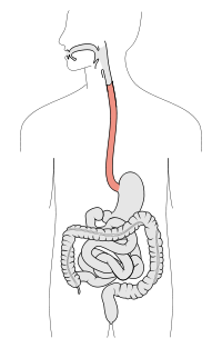 Tractus intestinalis esophagus.svg