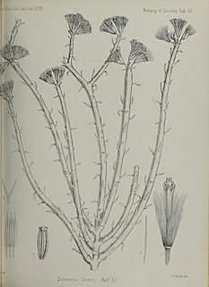 <i>Kleinia scottii</i> Species of plant