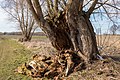 * Nomination Tree trunk rotting inside near Pütnitz --MB-one 12:50, 9 February 2024 (UTC) * Promotion  Support Good quality. --GoldenArtists 00:08, 10 February 2024 (UTC)