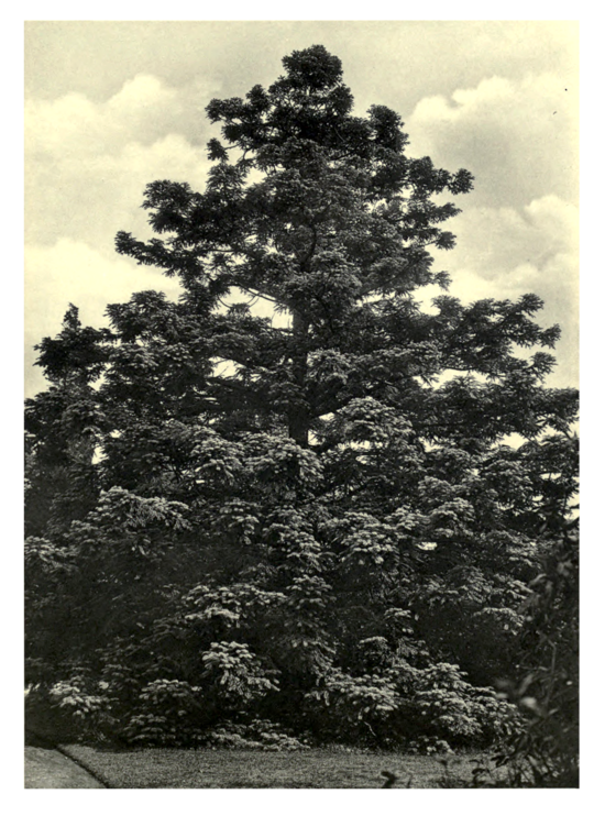 Plate 143: Cunninghamia sinensis at Bagshot Park