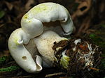 Thumbnail for Tricholoma sulphurescens