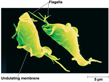petrezselyem megöli a rossz leheletet milyen paraziták élnek az ember torkában