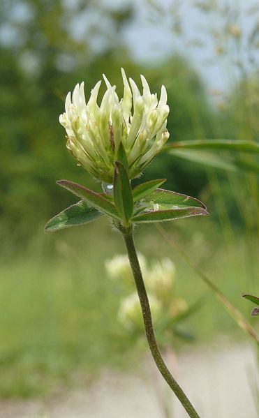 File:Trifolium ochroleucon 070608a.jpg