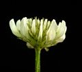 Trifolium repens