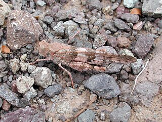 Pallid-winged grasshopper