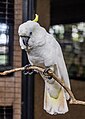 Gelbhaubenkakadu (Cacatua galerita)