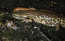 triturus helveticus01.jpg