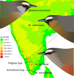 Distribución del género Montecincla.
