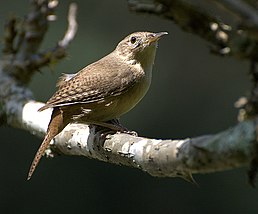 Волоочко співоче (Troglodytes aedon)