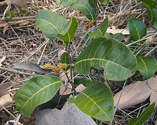 <i>Trophis</i> Genus of flowering plants