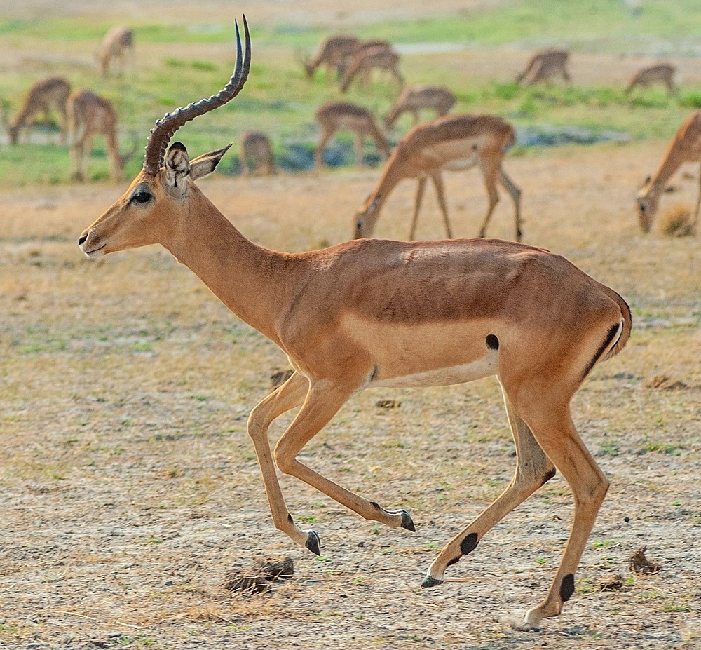 The average adult weight of a Impala is 52.45 kg (115.62 lbs)