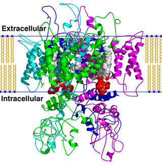 <span class="mw-page-title-main">TRPV</span> Subgroup of TRP cation channels named after the vanilloid receptor