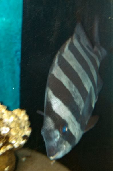 File:Tsunami fish at Seaside Aquarium portrait - Oregon.jpg