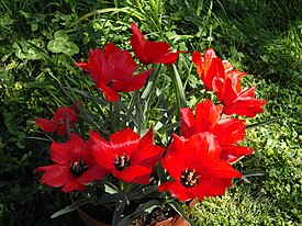 Сорт 'Red Gem'. Группа цветущих растений.