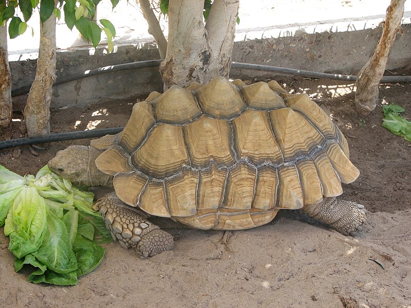 File:Turtle observatory eilat.jpg